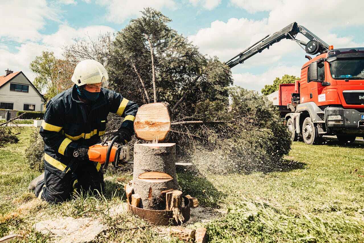 Best Emergency Storm Tree Removal  in Country Club Hills, MO